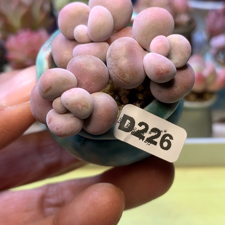 D226一物一拍带盆