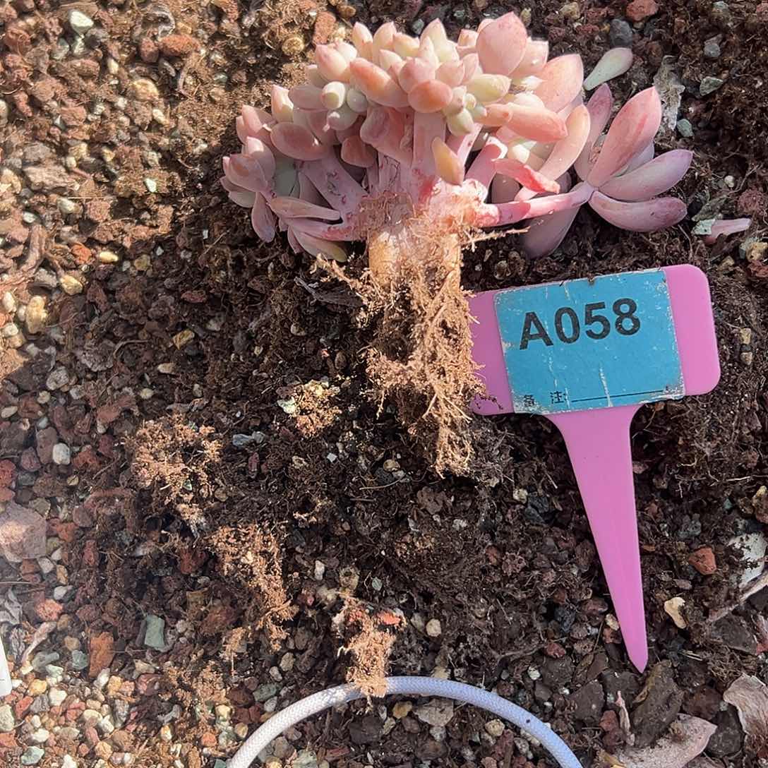 @***5多肉植物一物一拍