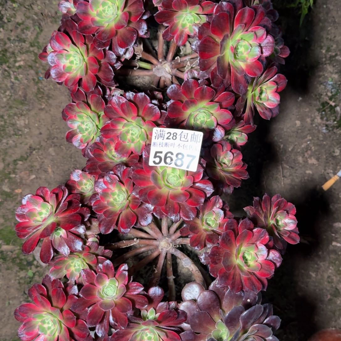 5687两颗不包断枝