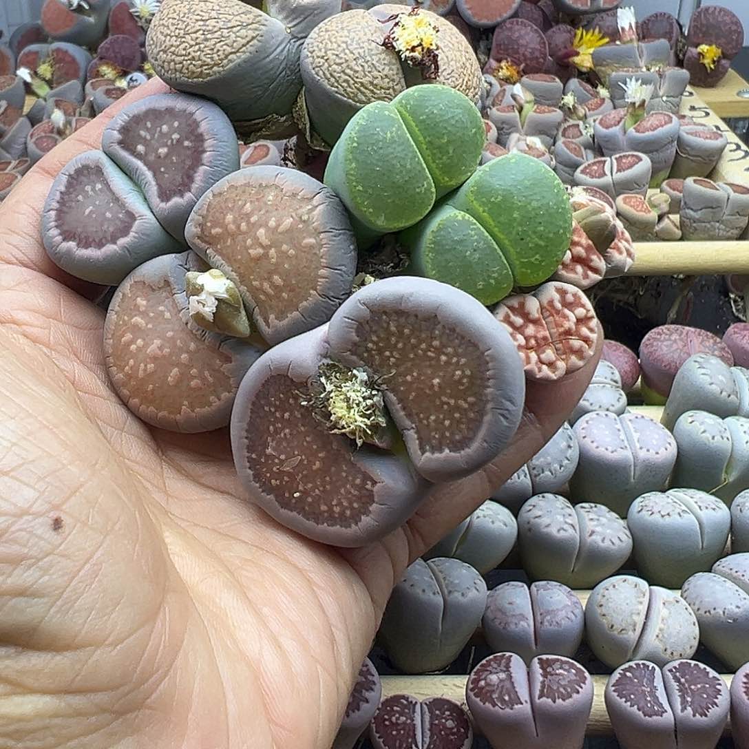 1771 生石花部分有伤长腿清货不售后