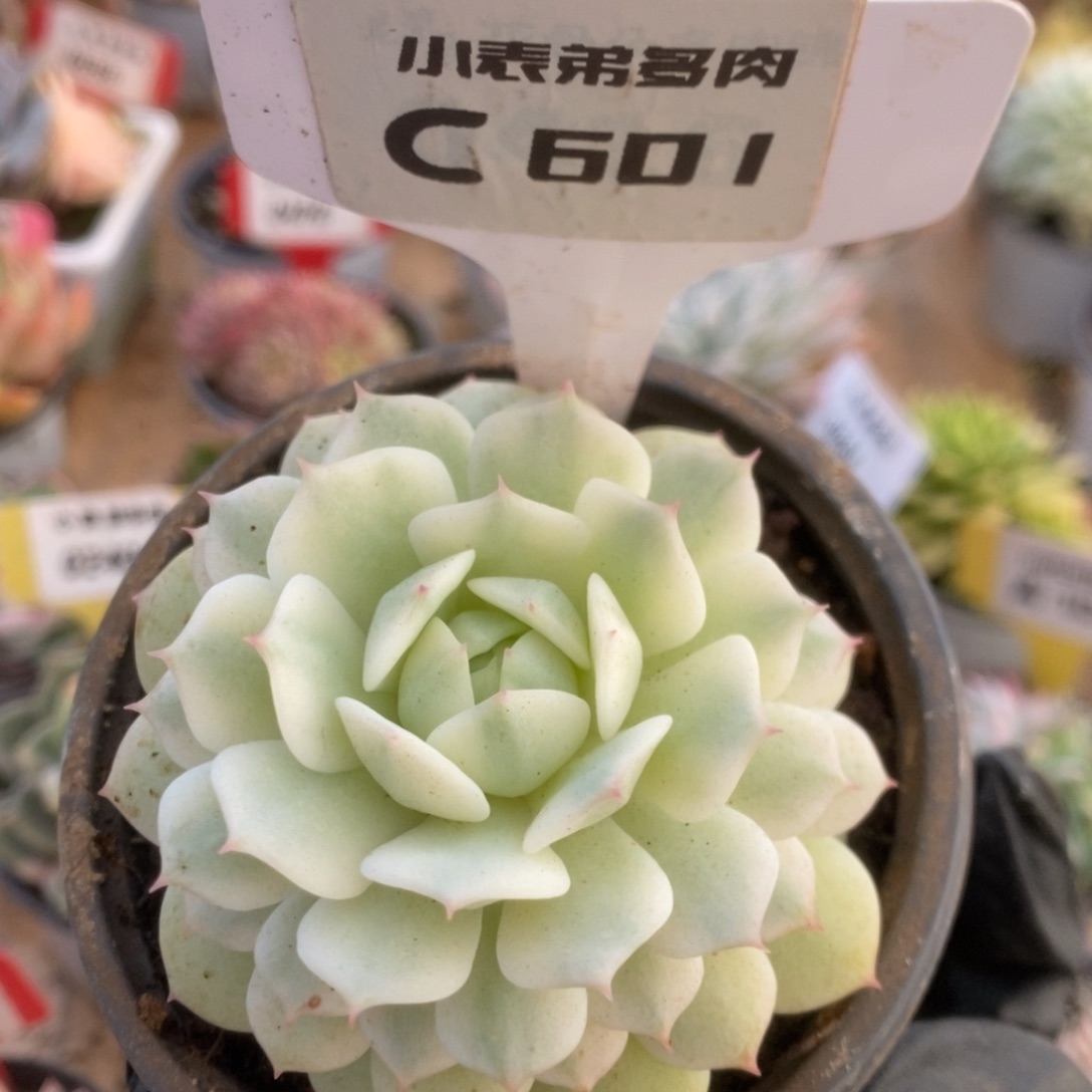 安*?601静夜锦锦锦锦锦