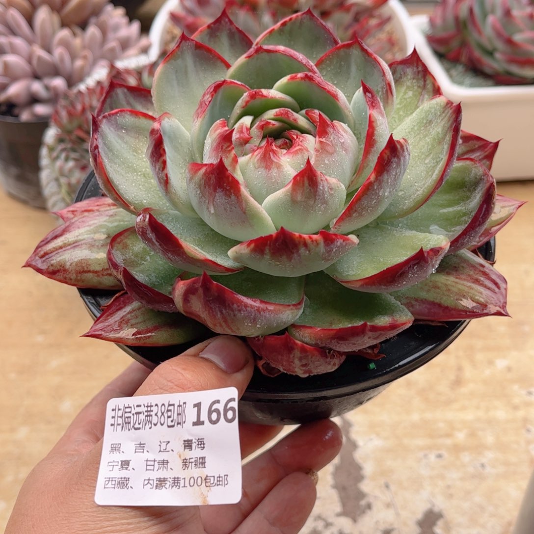 166惊鸿仙子德华多肉