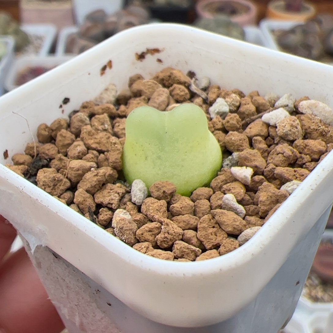 0319号拉登 多肉植物