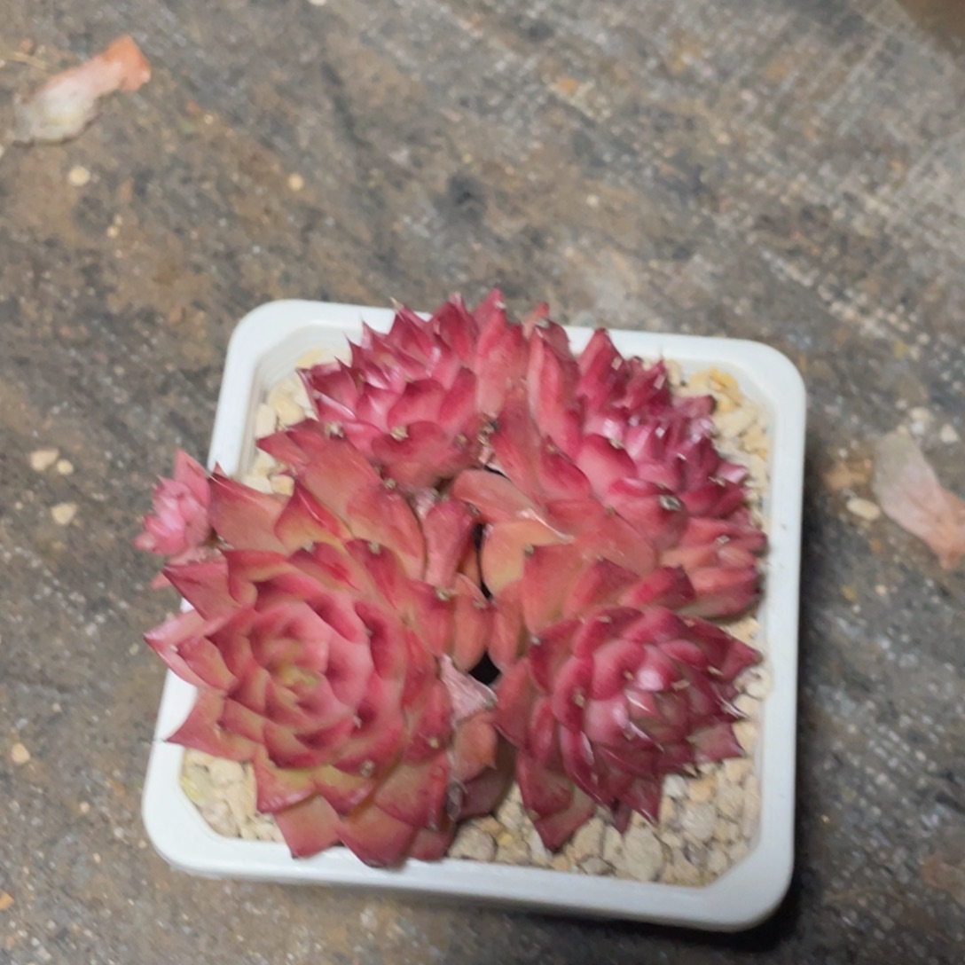 3***。草莓蛋糕群生宝贝专拍