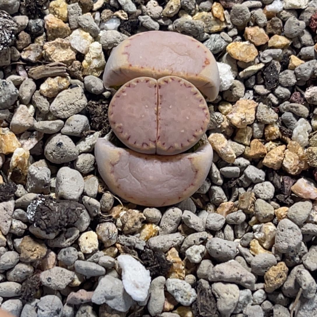 7375粉饼171尺寸1.8