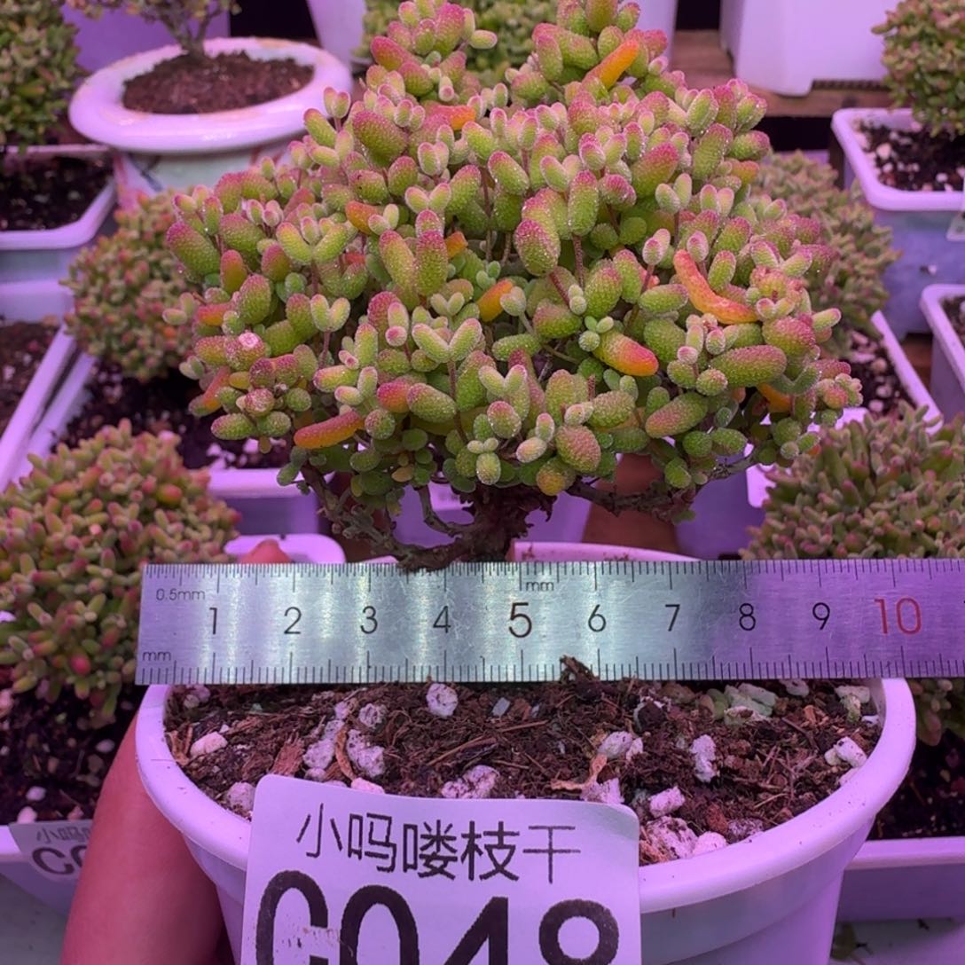 枝干番杏金桔猫猫头048