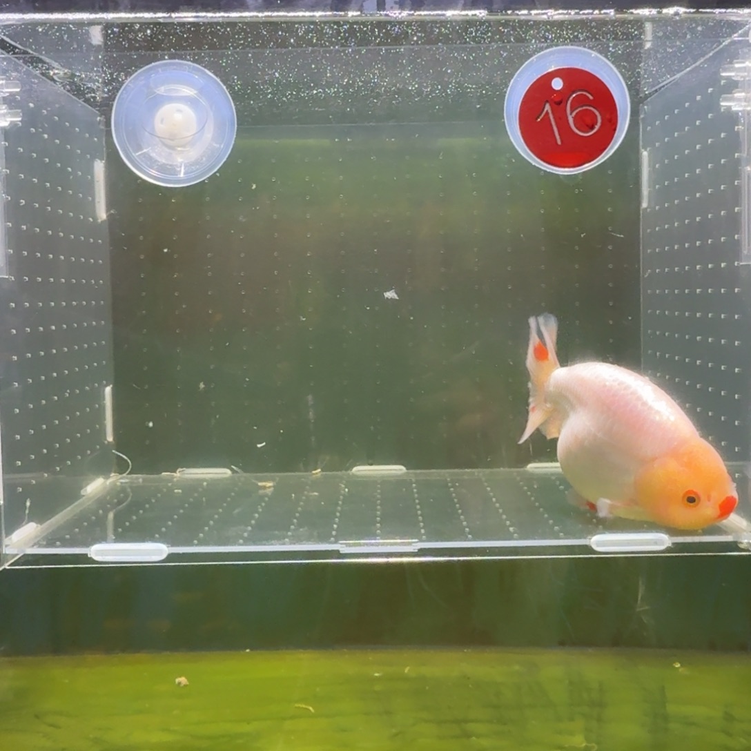 金鱼兰寿泰狮金鱼