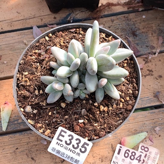 企鹅335 退款拉黑 需延迟发货