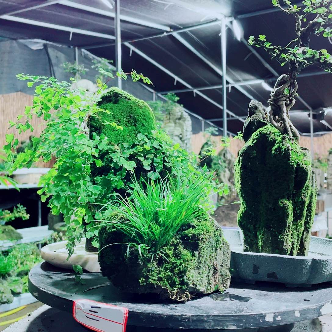 孤***舟无花朵新品发布会来咯哦哟