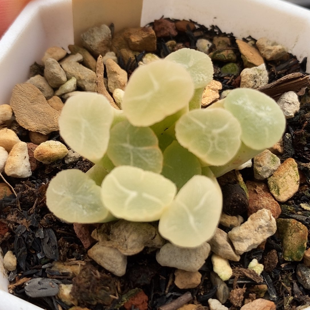 163白万象锦一物一拍