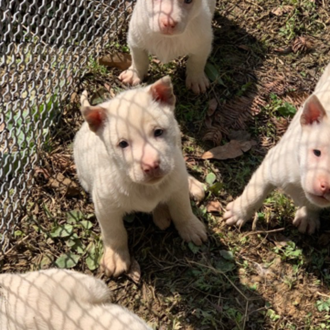 【旺森宠物】下司犬活体贵州纯种下司狗两个月短毛下司活体猎犬幼犬