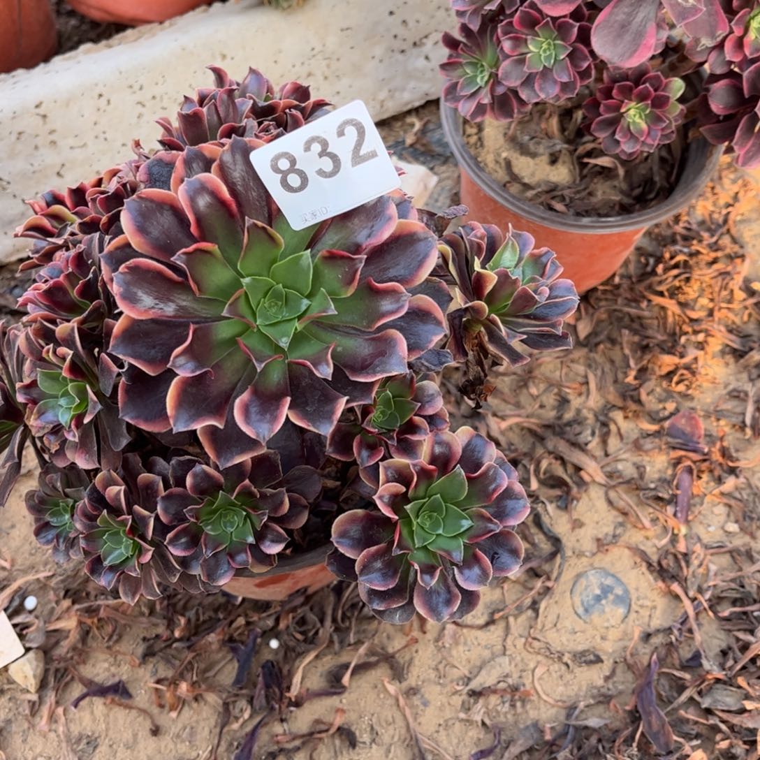 欧嘉莉832不包断枝