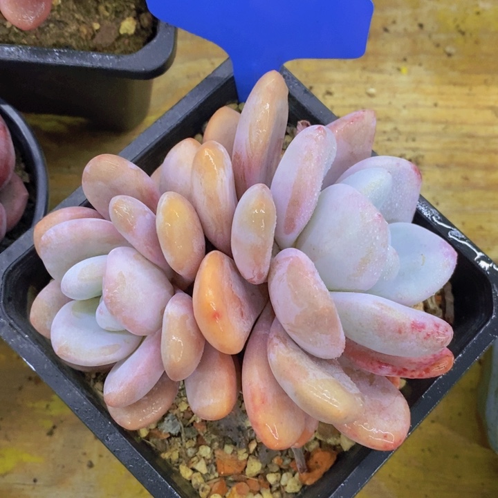 开心多肉植物多肉