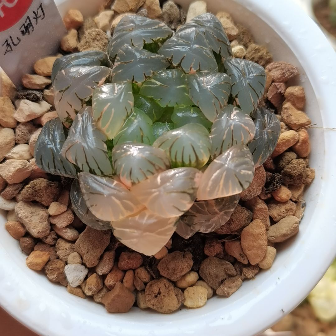 462号孔明灯玉露锦一物一拍带盆土发货