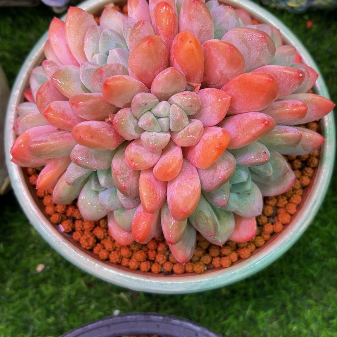 闪购自营～香玉群