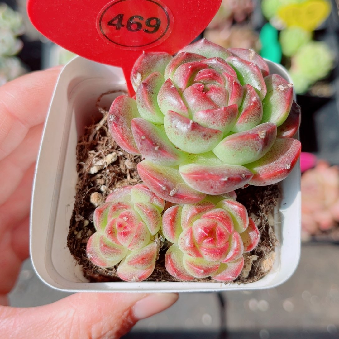 469号小老桩珍妮群