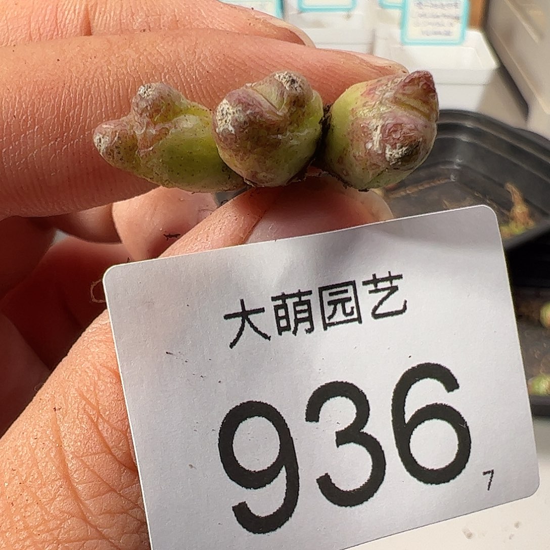 0000936 一物一拍……