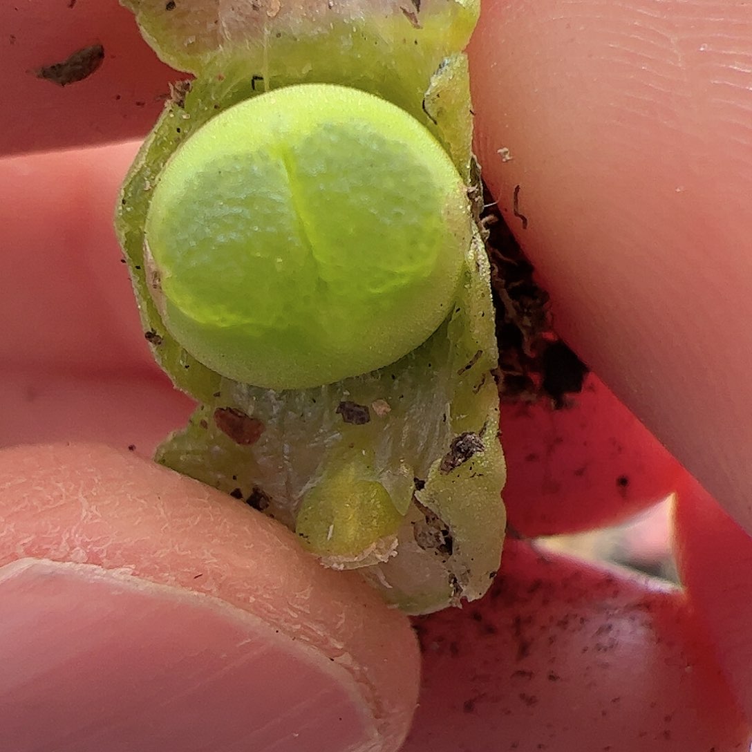 【闪购商品】111 雪茄