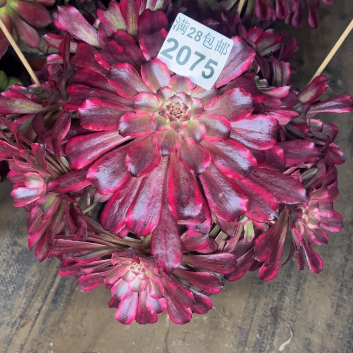 2075雪姬多肉植物