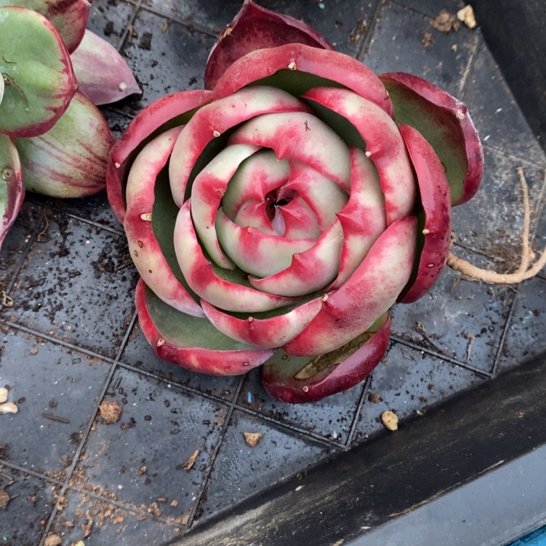 ◍***ᐟ         85。       