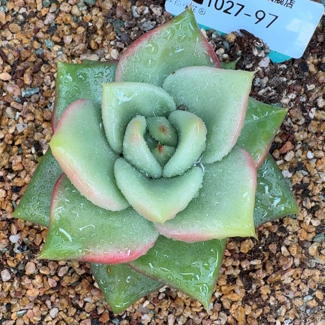 云***4从前慢多肉精选编号1027.97