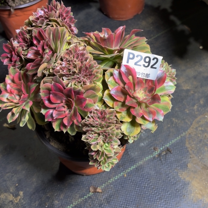 瑞妈，。。。。。292洛神缀