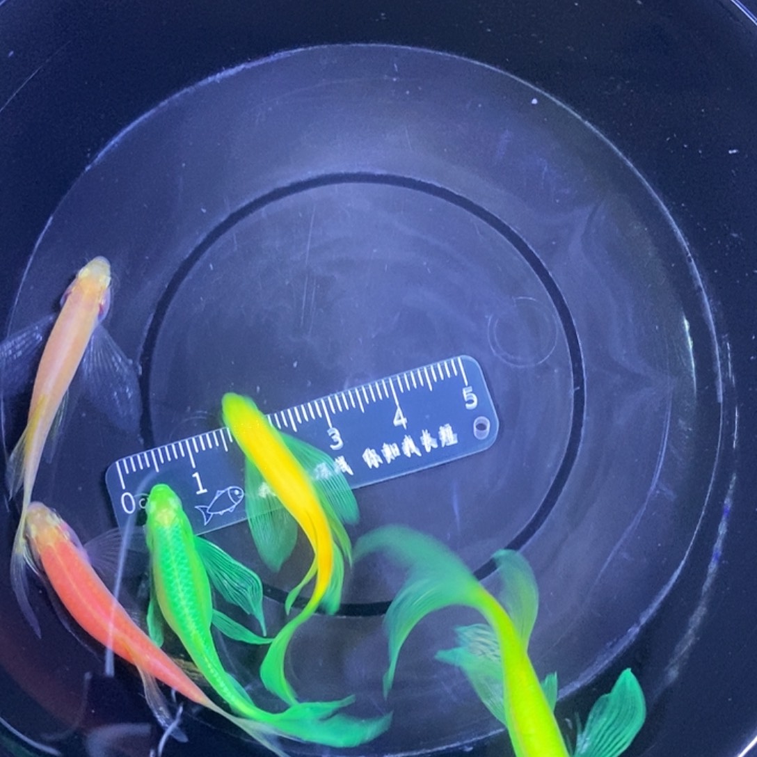 斑马鱼蝶翼斑马5条4条