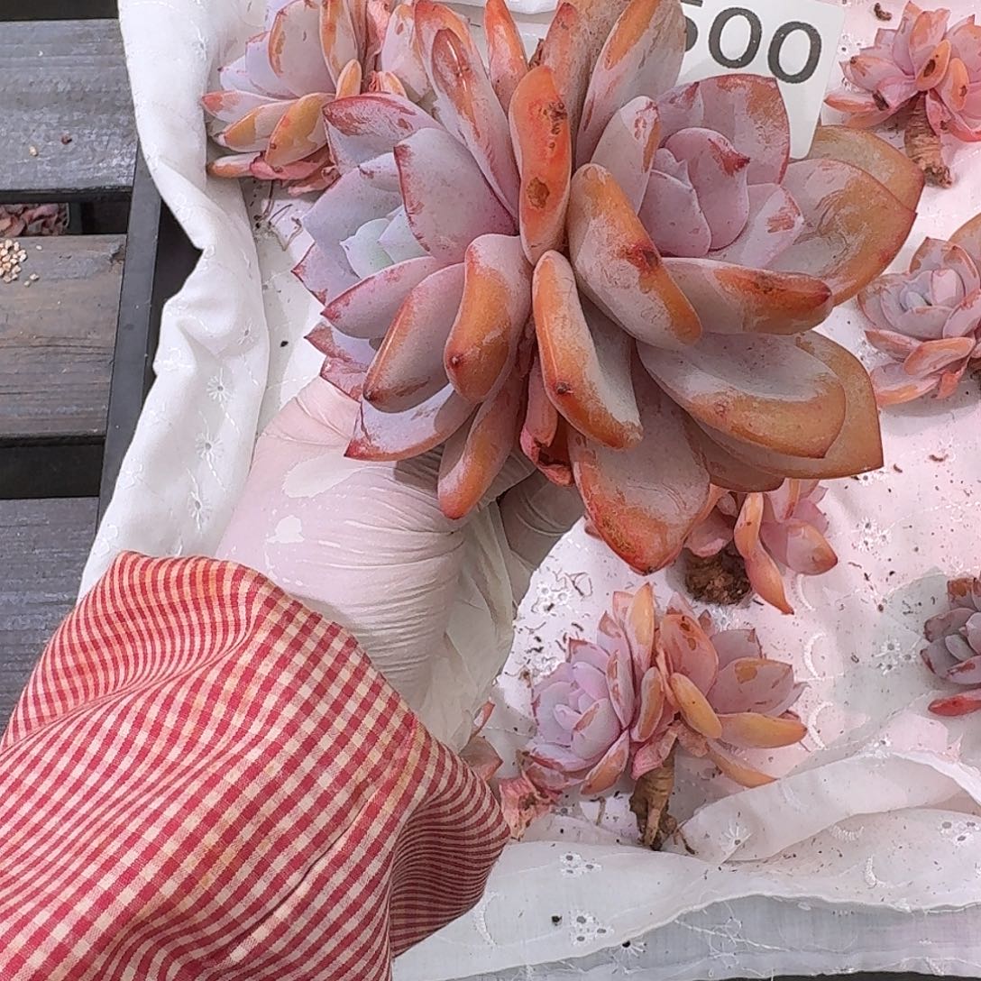 安***缘500售后范围签收起7天内