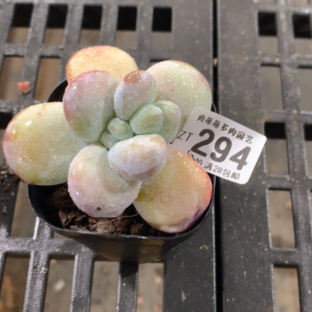 肉萌萌拇指盆精控多肉ZT294