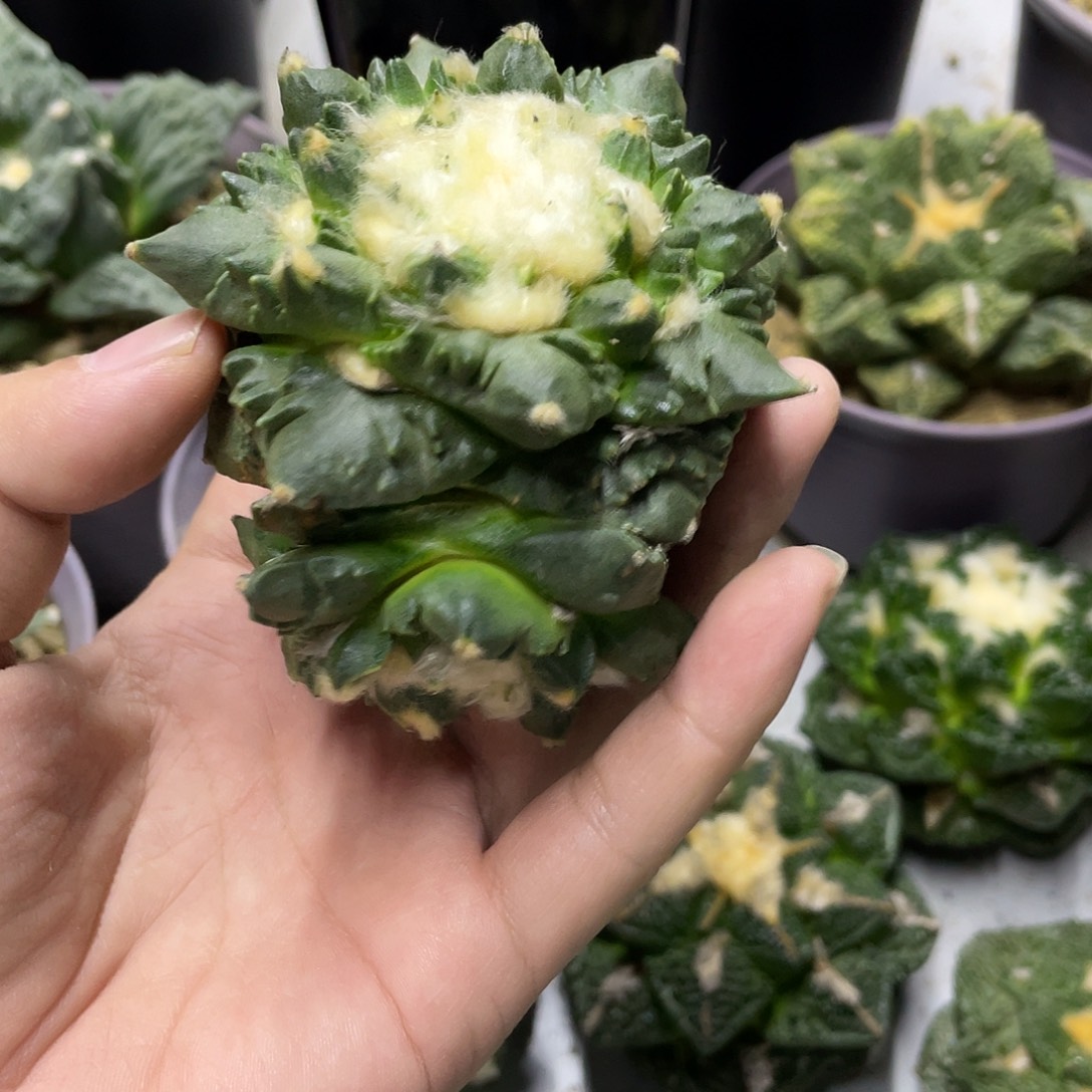 一物一拍所见即所得