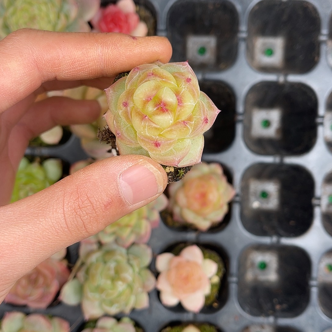 多肉一物一拍28-196