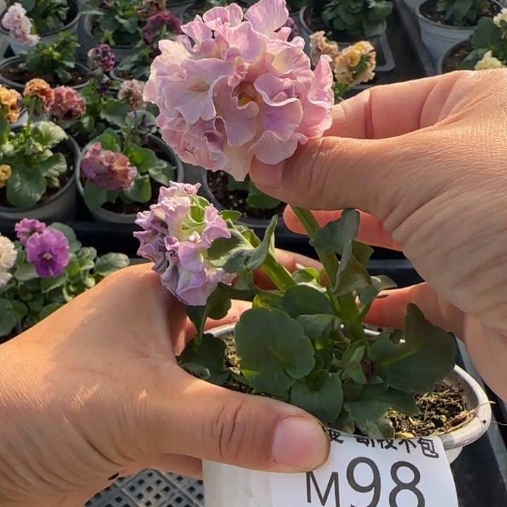 铅***皮无花朵M098角堇小苗一物一拍默认苗晃