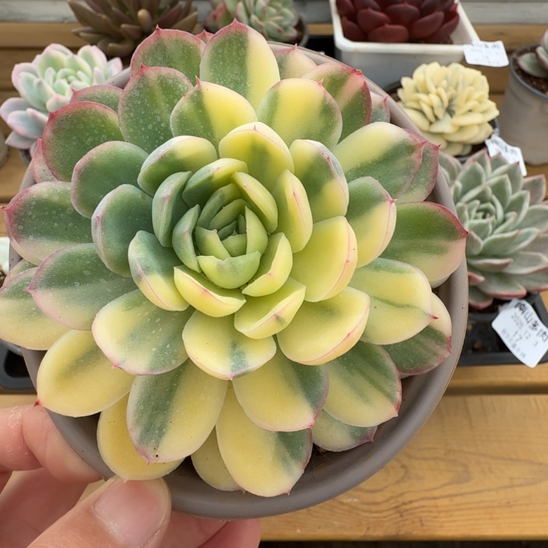 一***鱼糊糊专属111123-141