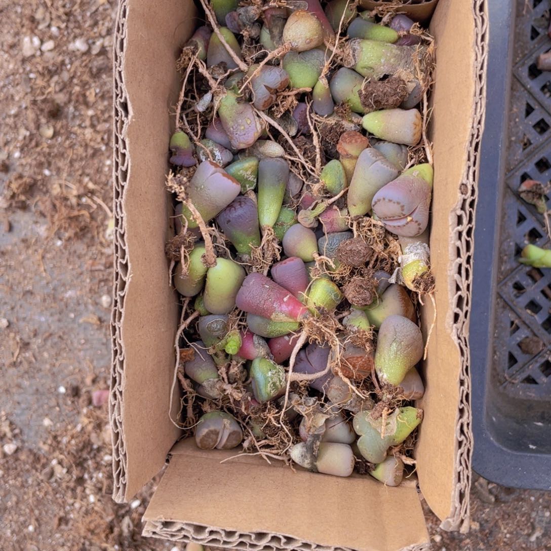 一箱混搭888888888