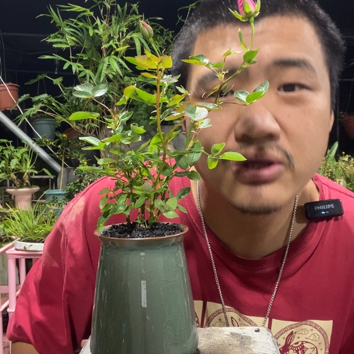 花***苼以实际为准盆景盆栽绿植20