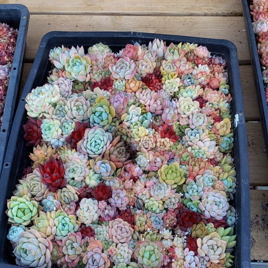 170点人气爆棚的时候我