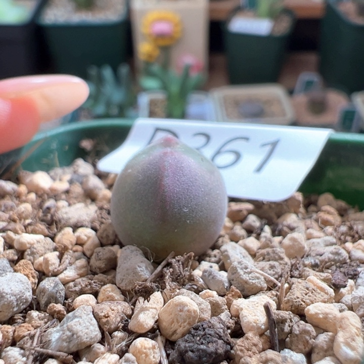 w361 青蛙2红标特选 粉体小妖姬大大大眼  