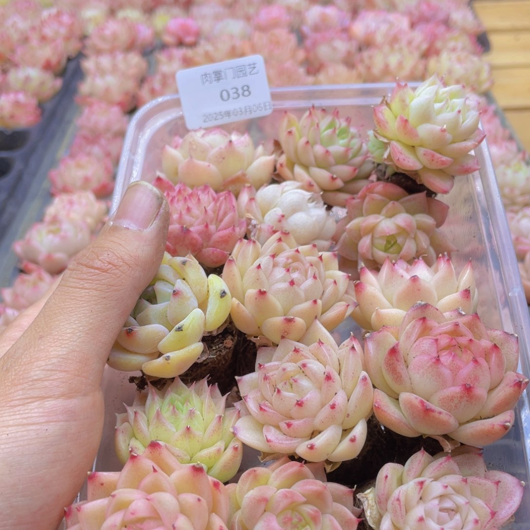 开心快乐幸福038