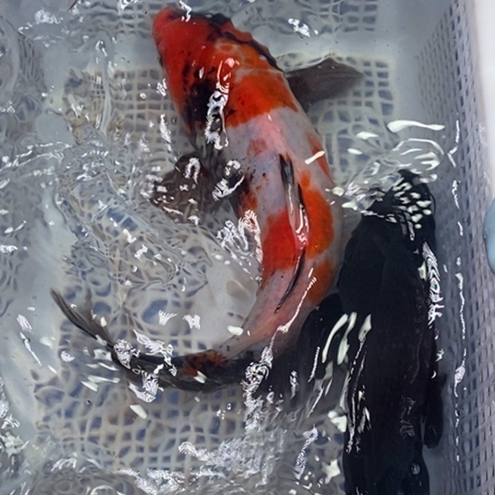 锦鲤锦鲤（无开箱视频不售后）