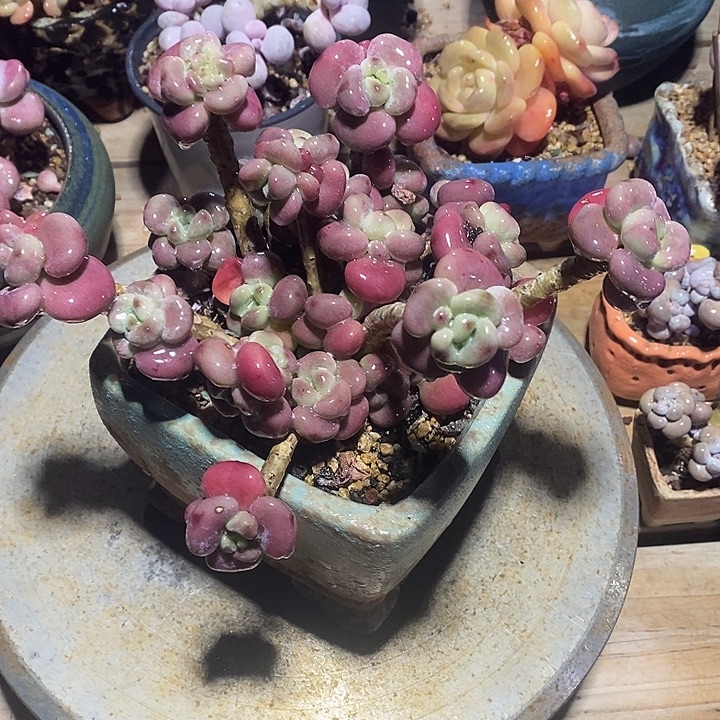 胭脂精品多肉10020