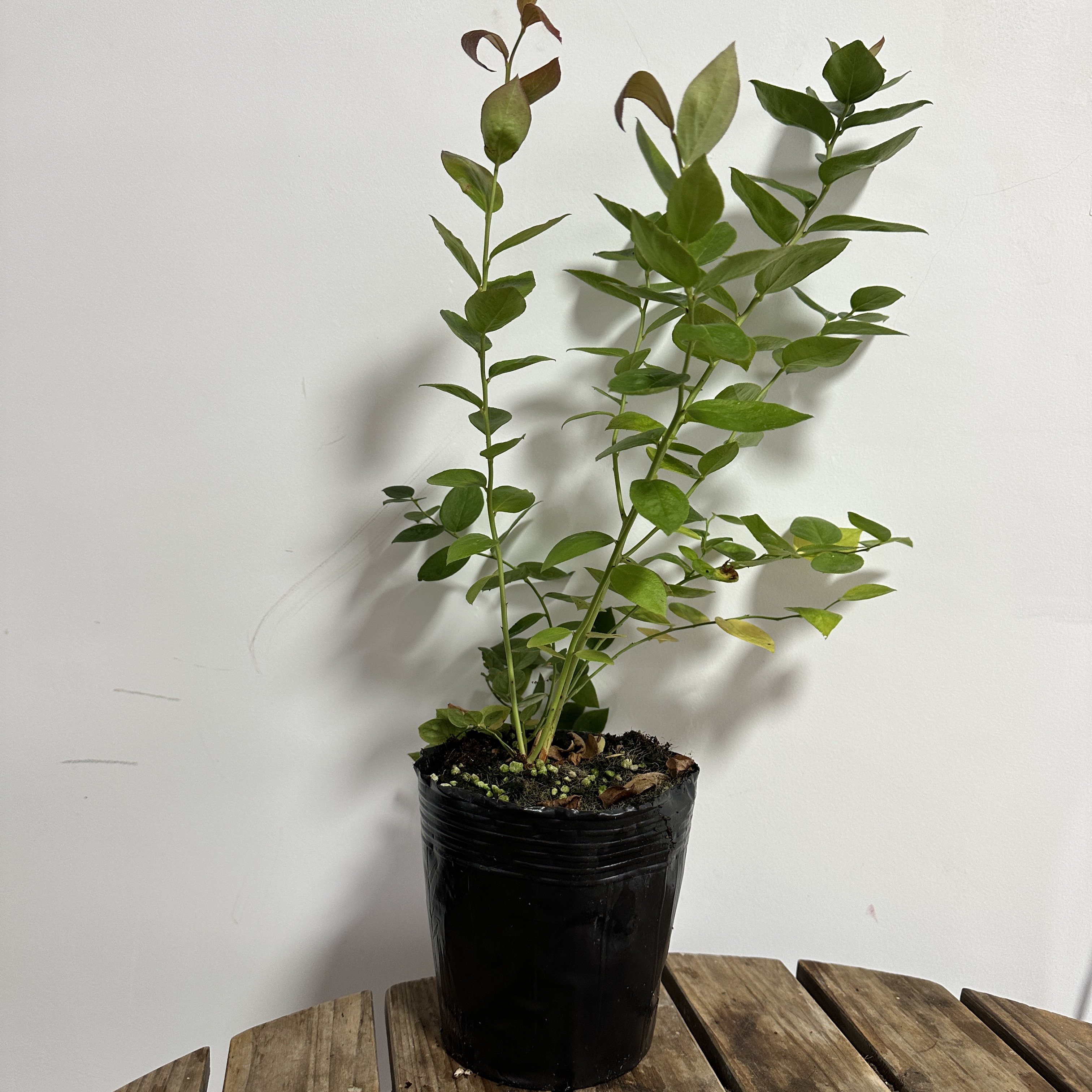 L33新品种新手盆栽庭院盆栽地栽