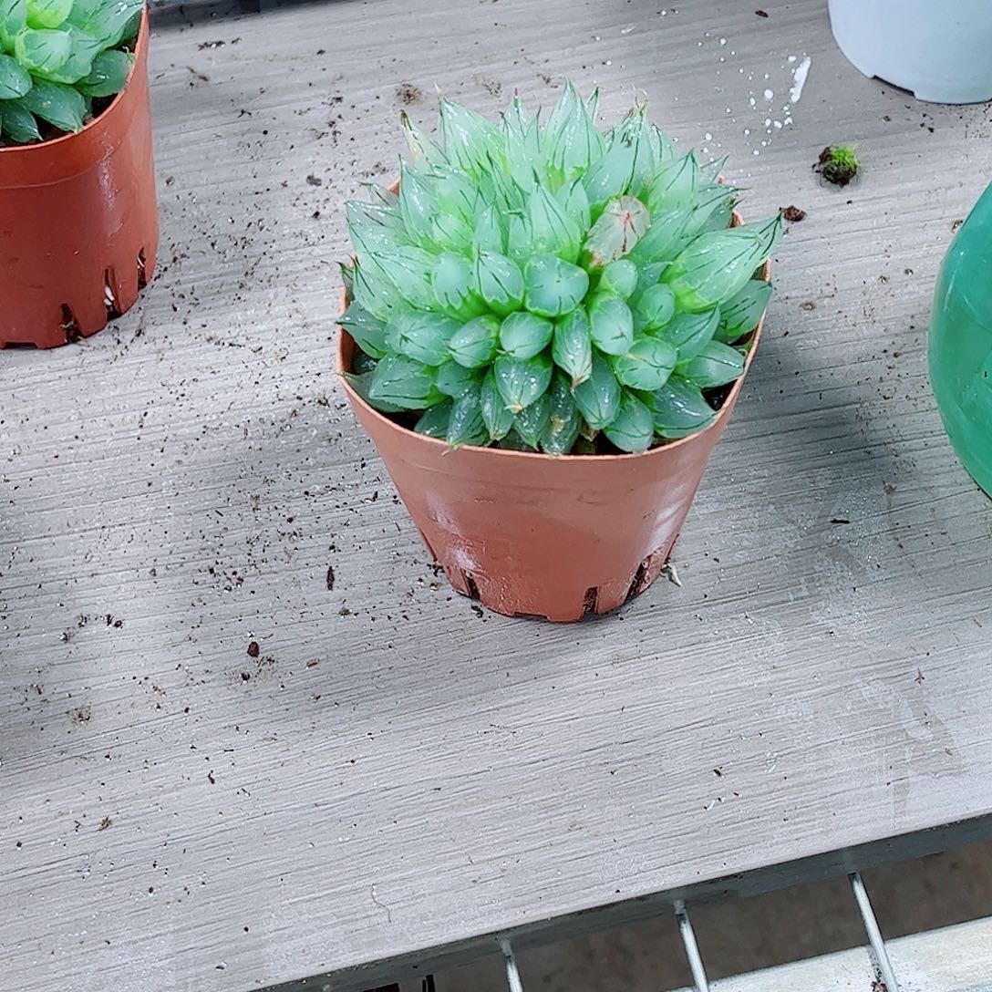 西亚姬玉露一勿一拍