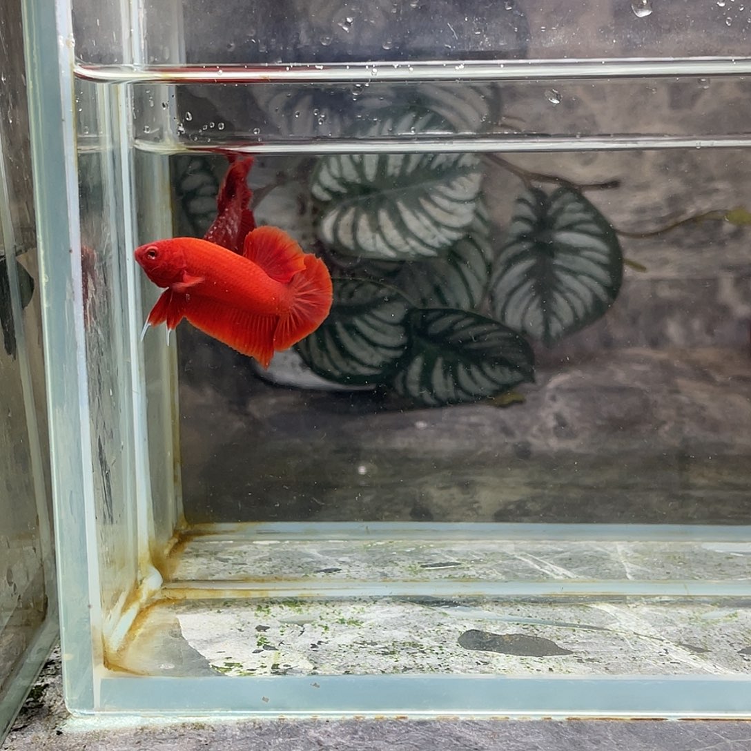 海水鱼育平斗鱼泰国斗鱼