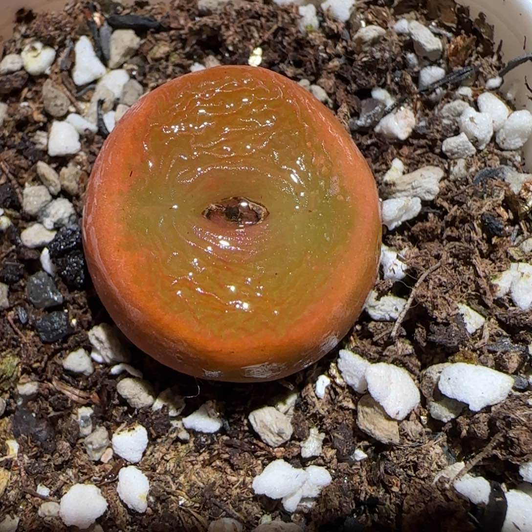 肉锥多肉植物百科-优选水蜜桃母本431