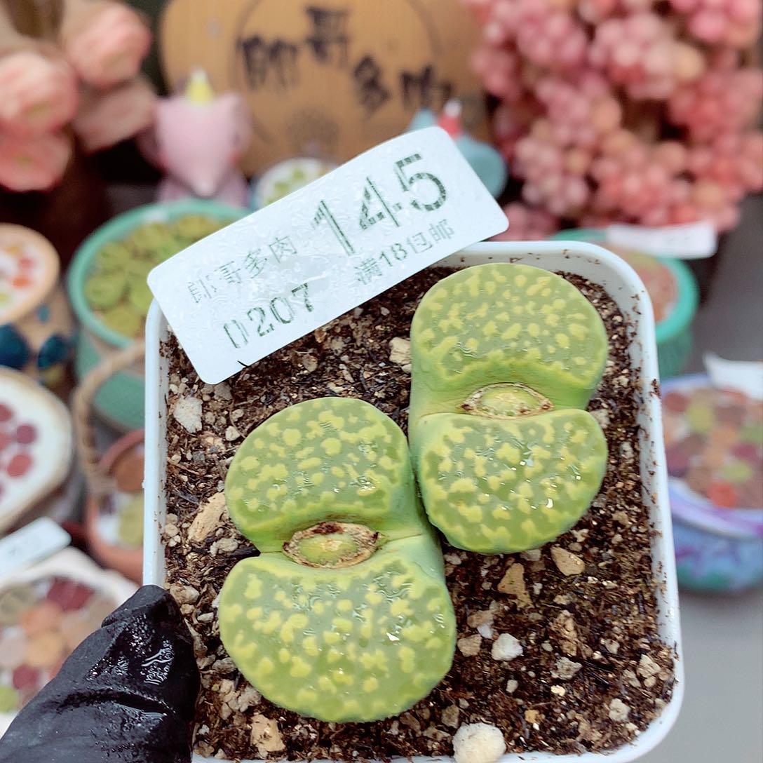 生石花满18包邮7-145