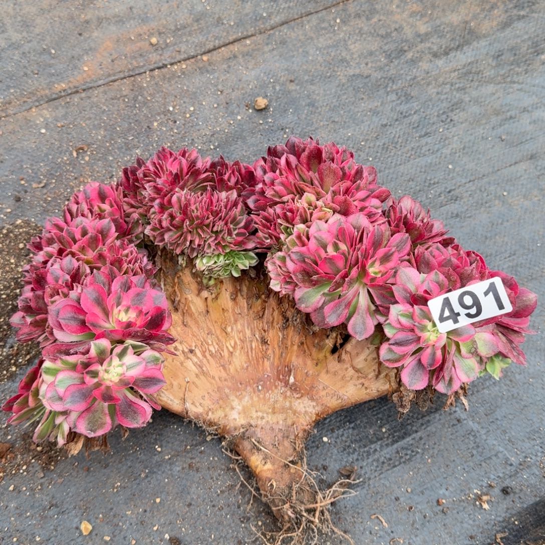 591多肉植物倾城缀