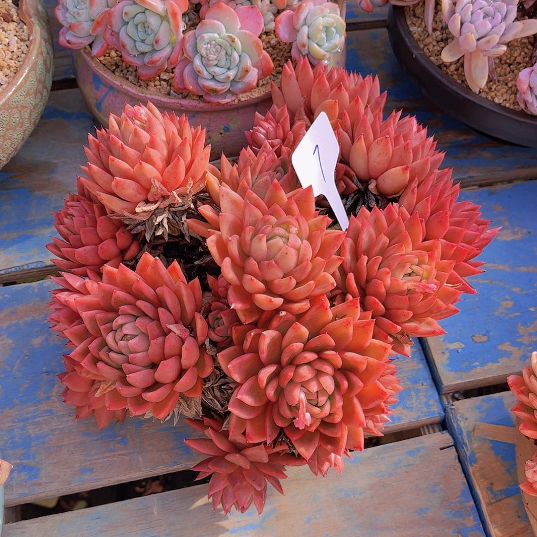 红陶无*多肉植物组合