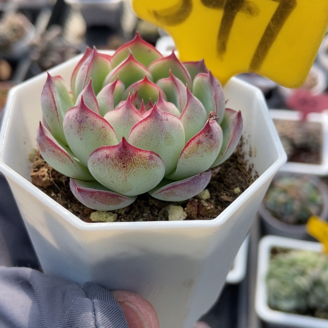 547勾魂仙子多肉植物3867