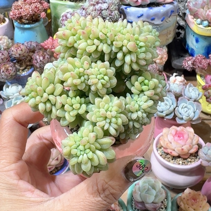 382 多肉含盆土 30元 除偏远地区