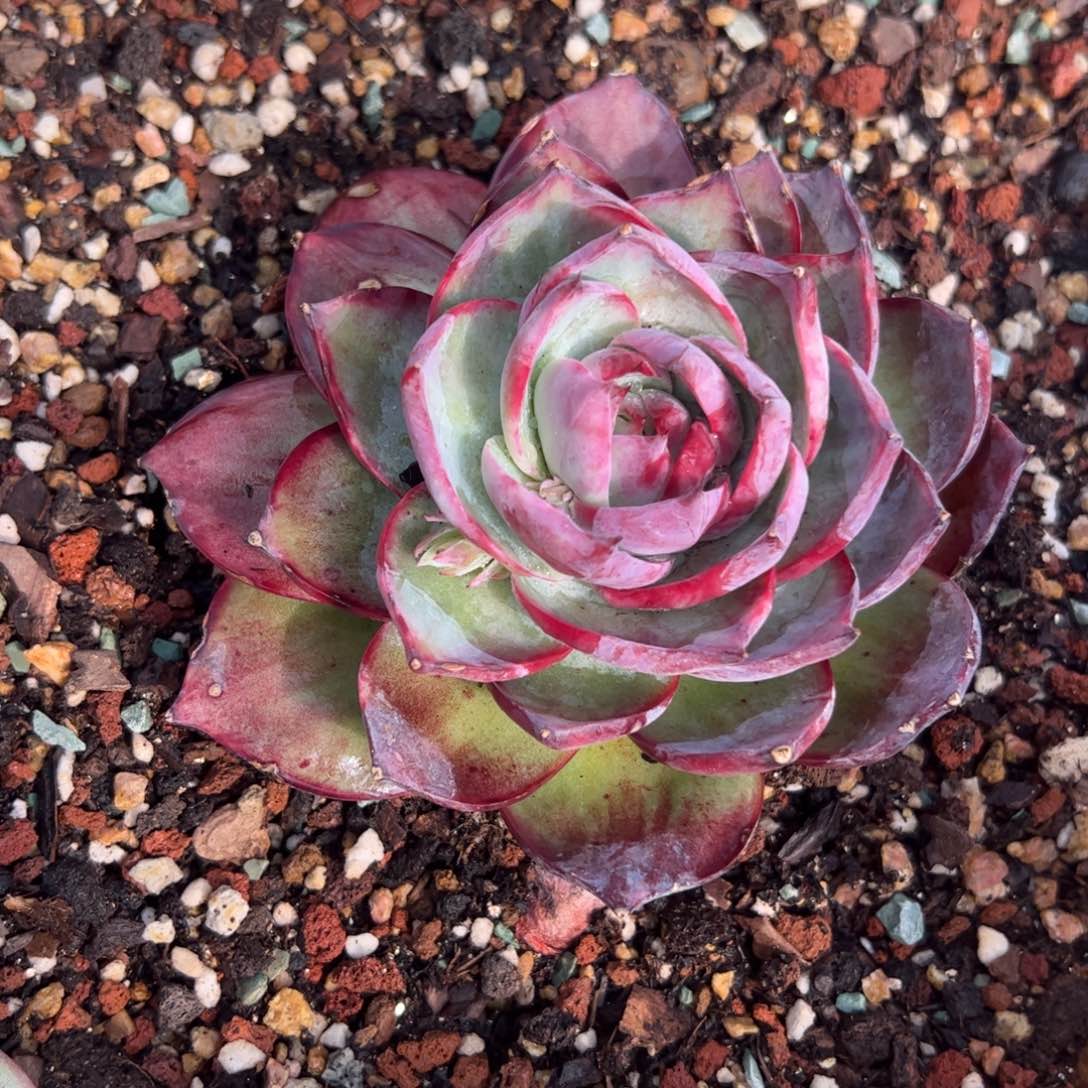 惊鸿多肉植物好看